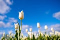 Tulips on the bright blue sky background. Blooming season. Colors as background and wallpaper.