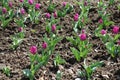 Tulips with pink flowers in April Royalty Free Stock Photo