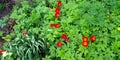 Tulips with bright red petals and a black heart. The flowers are arranged against a background of green leaves. The view from the Royalty Free Stock Photo