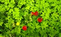 Tulips with bright red petals and a black heart. The flowers are arranged against a background of green leaves. The view from the Royalty Free Stock Photo