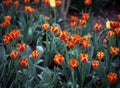 Tulips, Brooklyn Botanic Garden