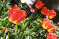 Tulips in Spring