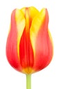 Tulips bud Royalty Free Stock Photo
