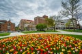 Tulips and buildings in Albany, New York