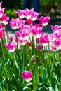 Tulips.   A bulbous spring-flowering plant with boldly colored cup-shaped flowers Royalty Free Stock Photo