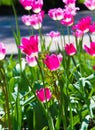 Tulips.   A bulbous spring-flowering plant with boldly colored cup-shaped flowers Royalty Free Stock Photo