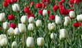 Tulips.   A bulbous spring-flowering plant with boldly colored cup-shaped flowers Royalty Free Stock Photo