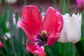 tulips. a bulbous spring-flowering plant of the lily family, with boldly colored cup-shaped flowers Royalty Free Stock Photo