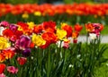 Tulips. a bulbous spring-flowering plant of the lily family, with boldly colored cup-shaped flowers. Royalty Free Stock Photo