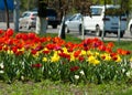 Tulips. a bulbous spring-flowering plant of the lily family, with boldly colored cup-shaped flowers. Royalty Free Stock Photo