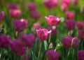 Tulips. a bulbous spring-flowering plant of the lily family, with boldly colored cup-shaped flowers. Royalty Free Stock Photo