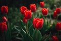 Tulips a bulbous spring-flowering plant of the lily family, with boldly colored cup-shaped flowers Royalty Free Stock Photo
