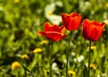 Tulips. a bulbous spring-flowering plant of the lily family, with boldly colored cup-shaped flowers. Royalty Free Stock Photo