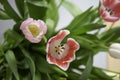 Bunsh Tulips Royalty Free Stock Photo