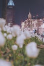 Tulips on the Bund of Shanghai are fantastic at night