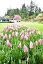 Tulips in the Butchart Gardens. Victoria BC. Royalty Free Stock Photo