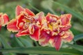 Sensual Golddust. Orange double petal tulip Royalty Free Stock Photo