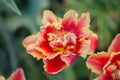 Sensual Golddust. Orange double petal tulip Royalty Free Stock Photo