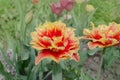 Tulips called Golddust. Fringed peony tulip Royalty Free Stock Photo