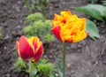 Tulips called Golddust. Fringed peony tulip Royalty Free Stock Photo