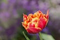 Tulips called Golddust. Fringed peony tulip Royalty Free Stock Photo
