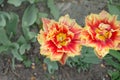 Tulips called Golddust. Fringed peony tulip Royalty Free Stock Photo