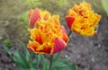 Sensual Touch tulip. Orange double petal tulip