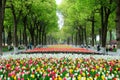 Tulips and Camphor Trees