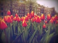 Tulips and canal houses in Amsterdam Royalty Free Stock Photo