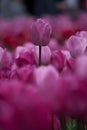 Tulips of Canberra Floriade show Royalty Free Stock Photo