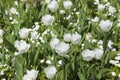 Tulips in the castle of Azay-le-Rideau Royalty Free Stock Photo