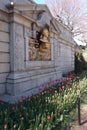 Tulips at Central Park in New York City