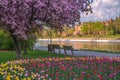 Tulip Festival and cherry blossoms, Rideau Canal, condo, Ottawa, Ontario, Canada Royalty Free Stock Photo