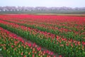 Tulips and cherry tree