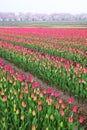 Tulips and cherry tree