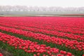 Tulips and cherry tree