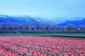 Tulips and cherry tree at daybreak