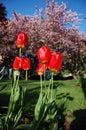 Tulips and cherry trees