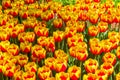 Tulips of the China Girl species