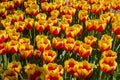 Tulips of the China Girl species