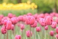 Tulips in the city, bright spring flowers. City alley of blooming tulips