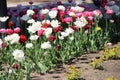 Tulips in the city flower bed, close-up Royalty Free Stock Photo