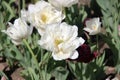 Tulips in the city flower bed Royalty Free Stock Photo