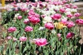 Tulips in the city flower bed. a lot of tulips in white and pink color Royalty Free Stock Photo
