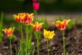 tulips close, tulips cute, tulips, beautiful tulips, colorful tu