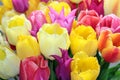 Tulips close up bouquet. Beauty flower. Colorfull