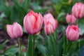 Tulips close-up. Floral background of pink tulips. Flower fields Royalty Free Stock Photo