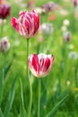 Tulips Royalty Free Stock Photo