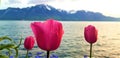 Tulips on the coast of Leman lake in Switzerland
