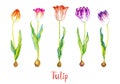 Tulips collection bright red, pink and purple striped flowers isolated on white hand painted watercolor illustration Royalty Free Stock Photo